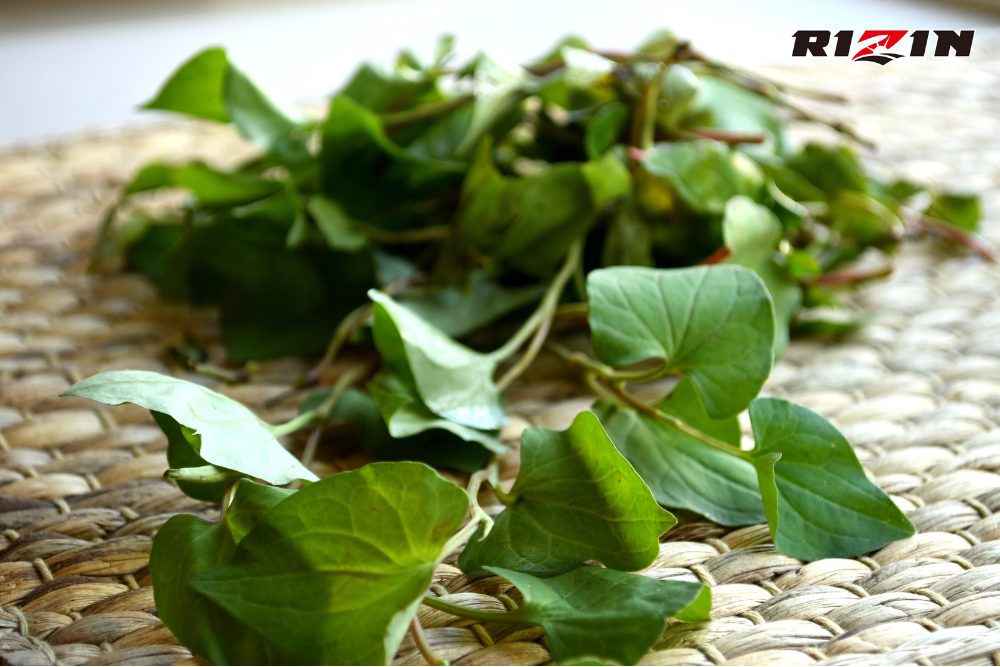 Chữa Rối Loạn Cương Dương Bằng Rau Diếp Cá