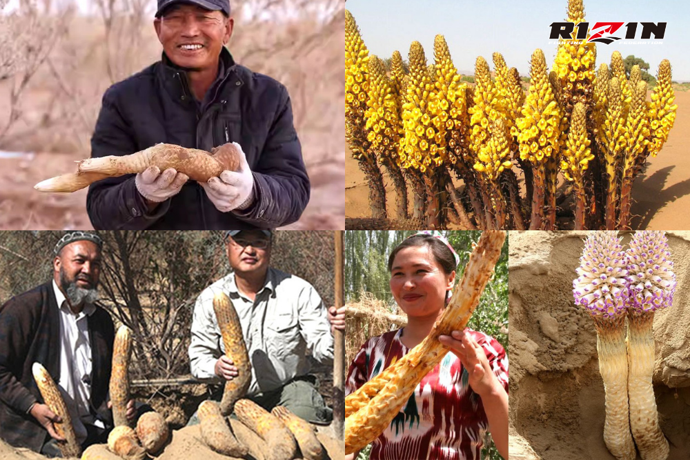 Thuốc Rizin - Tinh hoa từ sa mạc Taklamakan