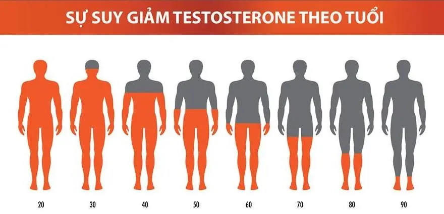 Sau 45 tuổi, nội tiết testosterone trong cơ thể nam chỉ còn mức 60 đến 65%. Tuổi tác càng cao, tốc độ suy giảm càng nhanh.