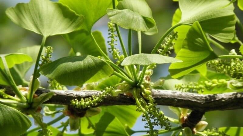 Tăng tuần hoàn máu đến dương vật
